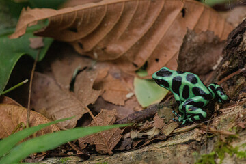 Green-black poison dart frog (Dendrobates auratus) sitting on palm leaf in Costa Rica's caribean...