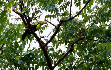 Keel-billed toucan ((Ramphastos sulfuratus) also known as  rainbow toucan in rainforest background of  Puerto Viejo Region of Costa Rica, close to playa cocles