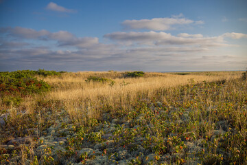 Sunset In Meadows Landscape. Golden Field Under Sunrays. Summer In Massachusetts, USA