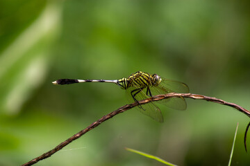 Macro dragonfly, selective focus
