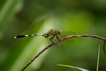 Macro dragonfly, selective focus