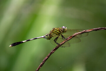 Macro dragonfly, selective focus