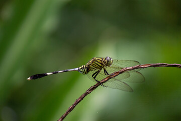 Macro dragonfly, selective focus