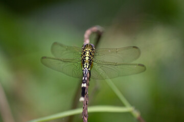 Macro dragonfly, selective focus