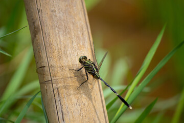 Macro dragonfly, selective focus