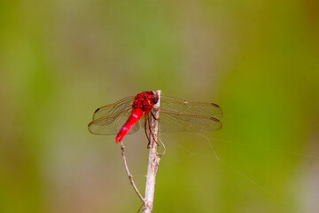 Macro dragonfly, selective focus