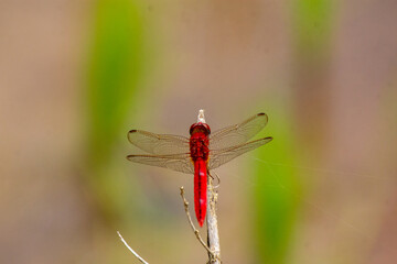 Macro dragonfly, selective focus