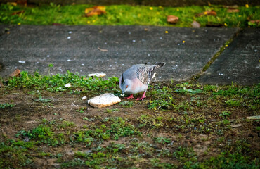 Australian Crested Pigeons (Ocyphaps lophotes)