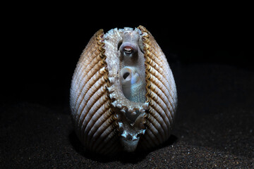 Coconut Octopus - Amphioctopus marginatus in a shell. Underwater night life of Tulamben, Bali, Indonesia.