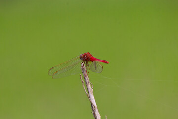 Macro dragonfly, selective focus
