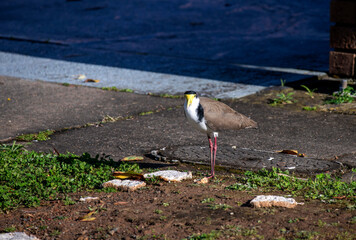 Australian Masked Lapwing ( Vanellus miles)