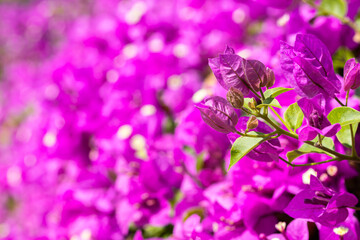 Fototapeta na wymiar pink bougainvillea blooming flower good for background single focus blurred pink backdrop