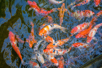 Koi fish swim artificial ponds with a beautiful background in the clear pond. Colorful decorative...