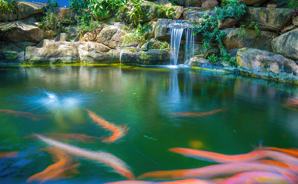 Japanese garden waterfalls. Lush green tropical Koi pond with waterfall from each side. A lush green garden with waterfall cascading down the rocky stones. Zen and peaceful background.