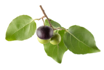 governor's plum fruits in the tree branch, flacourtia indica, also known as ramontchi, madagascar plum or indian plum,reddish black fleshy fruits with its leaves on white background