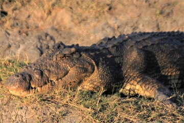 Smiling African Crocodile, Chobe River, Chobe, Botswana