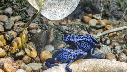 Close up photo of blue frog - obrazy, fototapety, plakaty