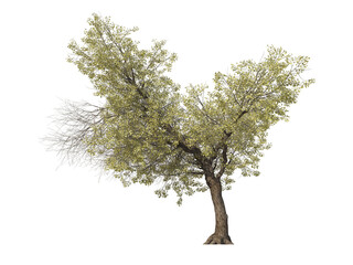 Naklejka premium Tree on a transparent background 