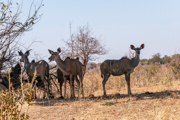 Greater kudu woodland antelopes standing under the tree
