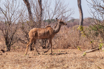 Greater kudu woodland antelopes standing under the tree