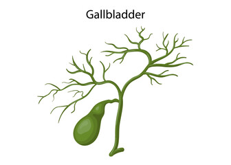 Gallbladder, human digestive system for anatomy vector illustration.