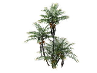 Palm on a transparent background
