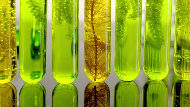 Algae fuel biofuel industry lab researching for alternative to fossil algae fuel or algal biofuel.