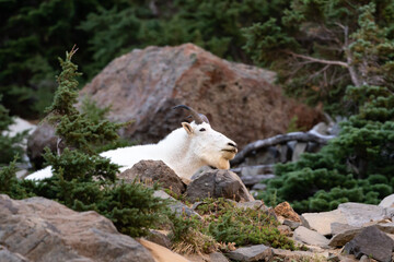 mountain goat resting on rocks