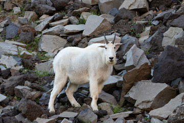 mountain goat on a rock