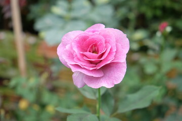 Pink rose isolated , summertime floral background .Beautiful pink roses in the summer garden. Background 