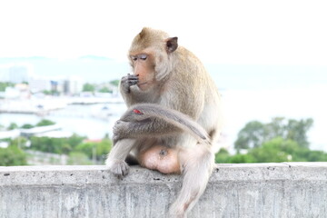 The injured monkey in the tail is sitting on the wall. the monkey injured