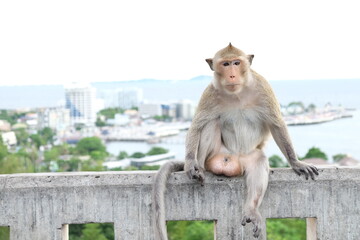 The injured monkey in the tail is sitting on the wall. the monkey injured