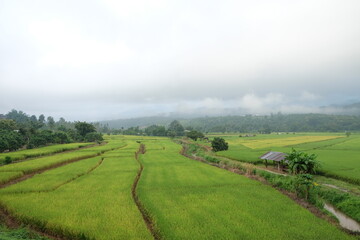 Fototapeta na wymiar landscape with rice field in thailand.