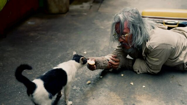 Unemployed homeless aged man with beard give food for injured cat ly on footpath. Society's economic problem abandoned hopeless elderly poverty man gray hair ask for donation no home, live on sidewalk