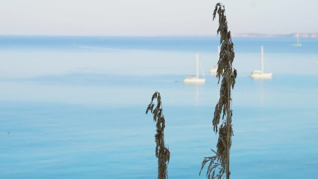 Close up of Ampelodesmos Mauritanicus dry branches with flowers at morning with the Mediterranean sea in background. Invasive plant in rocky soil.