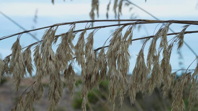 Close up of Ampelodesmos Mauritanicus dry flowers at morning with the Mediterranean sea in background. Invasive plant in rocky soil.