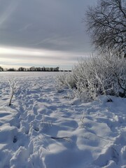 winter landscape with snow