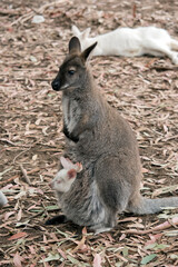Naklejka na ściany i meble the red necked wallaby or bennets wallaby has a white joey in her pouch