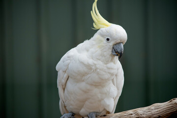 the sulphur crested cockatoo make a lovely pet
