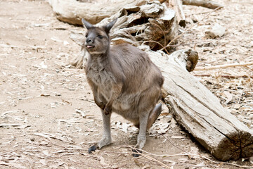 the western grey kangaroo is eating a twig with leaves