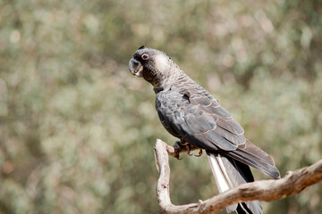 this is a side view of a white tailed black cockatoo