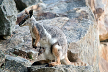 this is a side view of a yellow footed rock wallaby with a joey