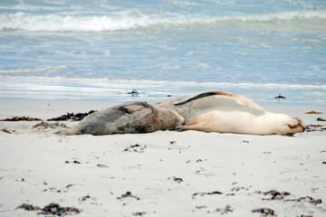 the sea lions are on the beach at Seal Bay
