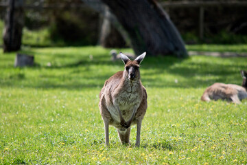 the male  western grey kangaroo is standing on its hind legs