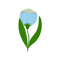 Blue tulip on a white background