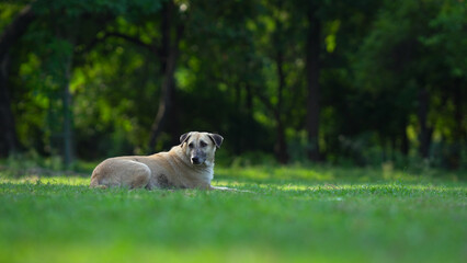 Fototapeta premium dog sitting in the grass of the park