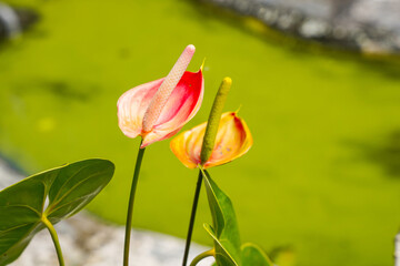 Flamingo flower Anthurium sp. Anthurium andraeanum (Flamingo Flower) The Leaves Flowers. Anthurium Queremalense, Anthurium Metallicum.