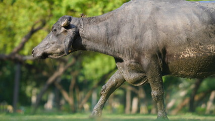 Fototapeta premium mud-soaked buffalo walking on the grass