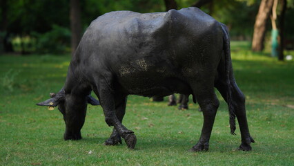 Black colored buffalo eating grass in the park
