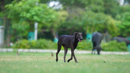 street black dog running on grass